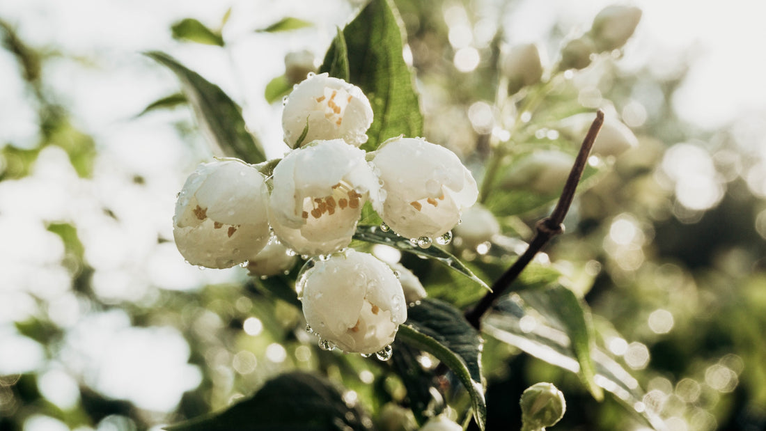 Its All About Jasmine Essential Oil
