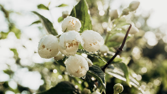 Its All About Jasmine Essential Oil