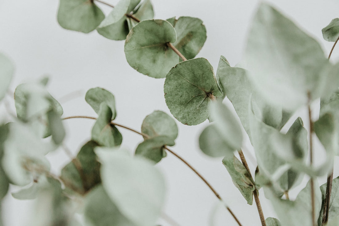 It’s All About Eucalyptus